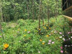 -合肥滨湖国家森林公园