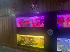 -中环花鸟鱼虫市场