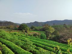 -雁南飞茶田景区