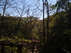 -大岭沟猕猴桃谷风景区
