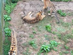 -贵州森林野生动物园