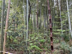 -青龙山国家森林公园
