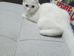 -瑞派宠物医院·内科·软组织·绝育中心(沈阳八纬路分院)
