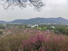 -香雪海