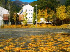 -千年银杏谷文化旅游区