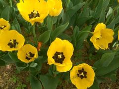 -洛阳郁金香牡丹园