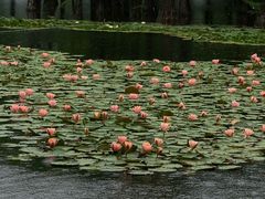 -白鹭湾湿地公园
