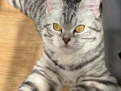 -瑞派福兴宠物医院犬猫全科·骨科·中西医结合(河东店)