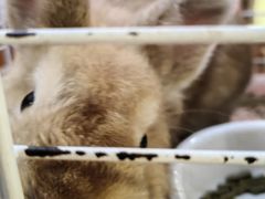 -宠物兔专门店(天丰利市场店)