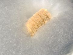 榴莲酥卷-小大董·烤鸭(凤凰汇店)