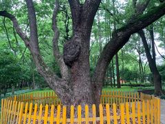 -徐家汇源景区-衡山公园