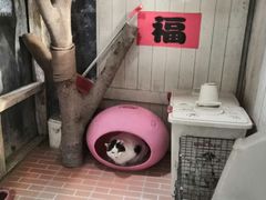 -猫咪博物馆(顶澳仔猫街店)