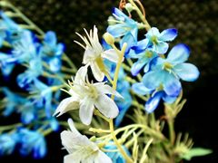-上海佘山世茂艾美酒店