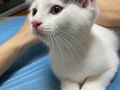 -创凡宠物医院·骨专科  猫科中心(西乡分院)