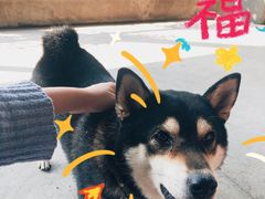-柴犬高等学院·狗咖·柴犬售卖·宠物训练