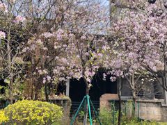 -广东花都湖国家湿地公园