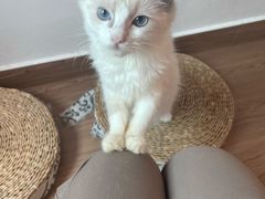 -楼上猫咖(罗湖店)