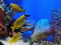 -上海海洋水族馆