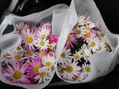 -朝来春花卉市场-东停车场