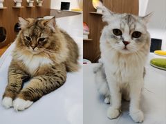 -COLOR PETS 撸猫馆·购猫·猫咖(长风大悦城店)