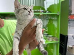 -唐小姐の猫狗洗护·购宠旗舰店(周浦万达店)