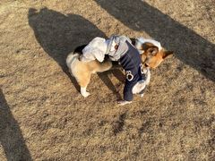 -趣玩宠物乐园寄养训犬训狗游泳池