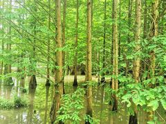 -桤木河湿地公园