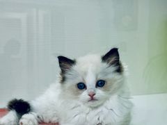 -青奢宠物·青奢猫舍