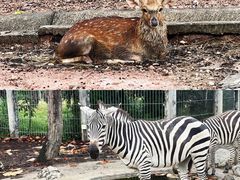 -清迈夜间动物园