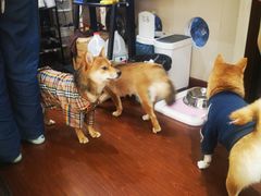 -逗柴咖啡屋·狗咖猫咖宠物桌游