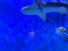 -太平洋海底世界