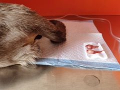 -瑞派福兴宠物医院犬猫全科·骨科·中西医结合(河东店)