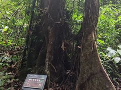 -莫里热带雨林景区