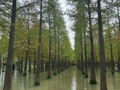 -泗洪洪泽湖湿地景区