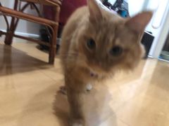 -翊宠yipet猫狗购宠庄园犬舍•猫舍