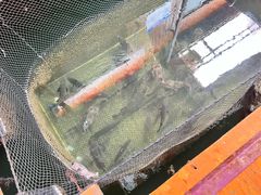 -蓝湾碧波·老字号·疍家非遗海上餐厅