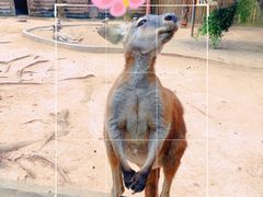 -深圳野生动物园