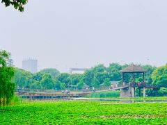 -荷塘月色湿地公园·向阳花洲