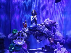 -上海海昌海洋公园