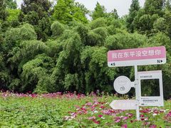-东平国家森林公园