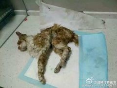 盛京一禾-盛京一禾