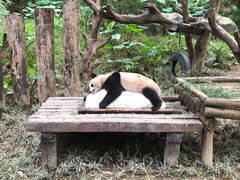 -广州长隆野生动物世界
