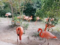 -青岛森林野生动物世界