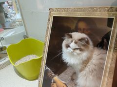 -PET WISH宠物愿望(BFC外滩金融中心店)