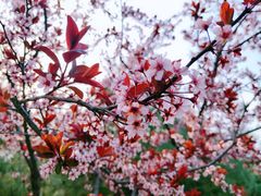 -永定河休闲森林公园