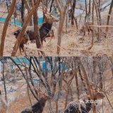 冬季大连|"林深时见鹿"在白云山真可以实现！