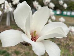 -合肥三国新城遗址公园