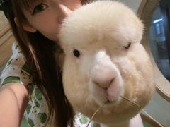-藦茜花园宠物主题亲子互动体验馆(国顺东路店)