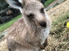 -可伦宾野生动物保护区