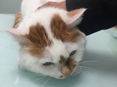 -宠福鑫康馨动物医院·骨科·眼科